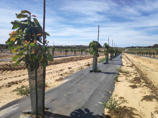 Proyecto de puesta en riego de cultivos de aguacate en el término municipal de Gibraleón
